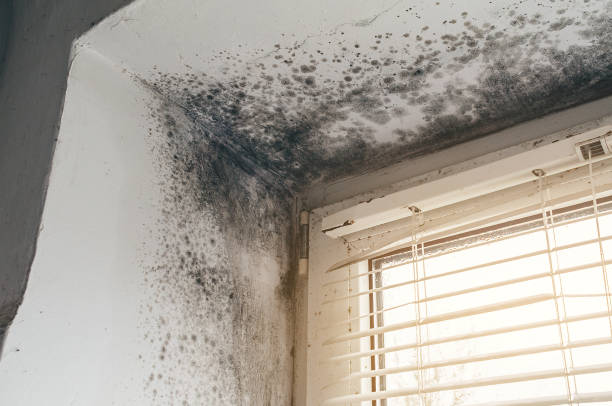 Affordable Commercial Mold Remediation solutions in Sedley, VA
